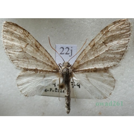 Trichopteryx carpinata (Borkhausen, 1794) Płatynka grabówka Czech22j